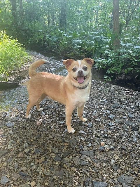 Flourishing Fido Dog Training