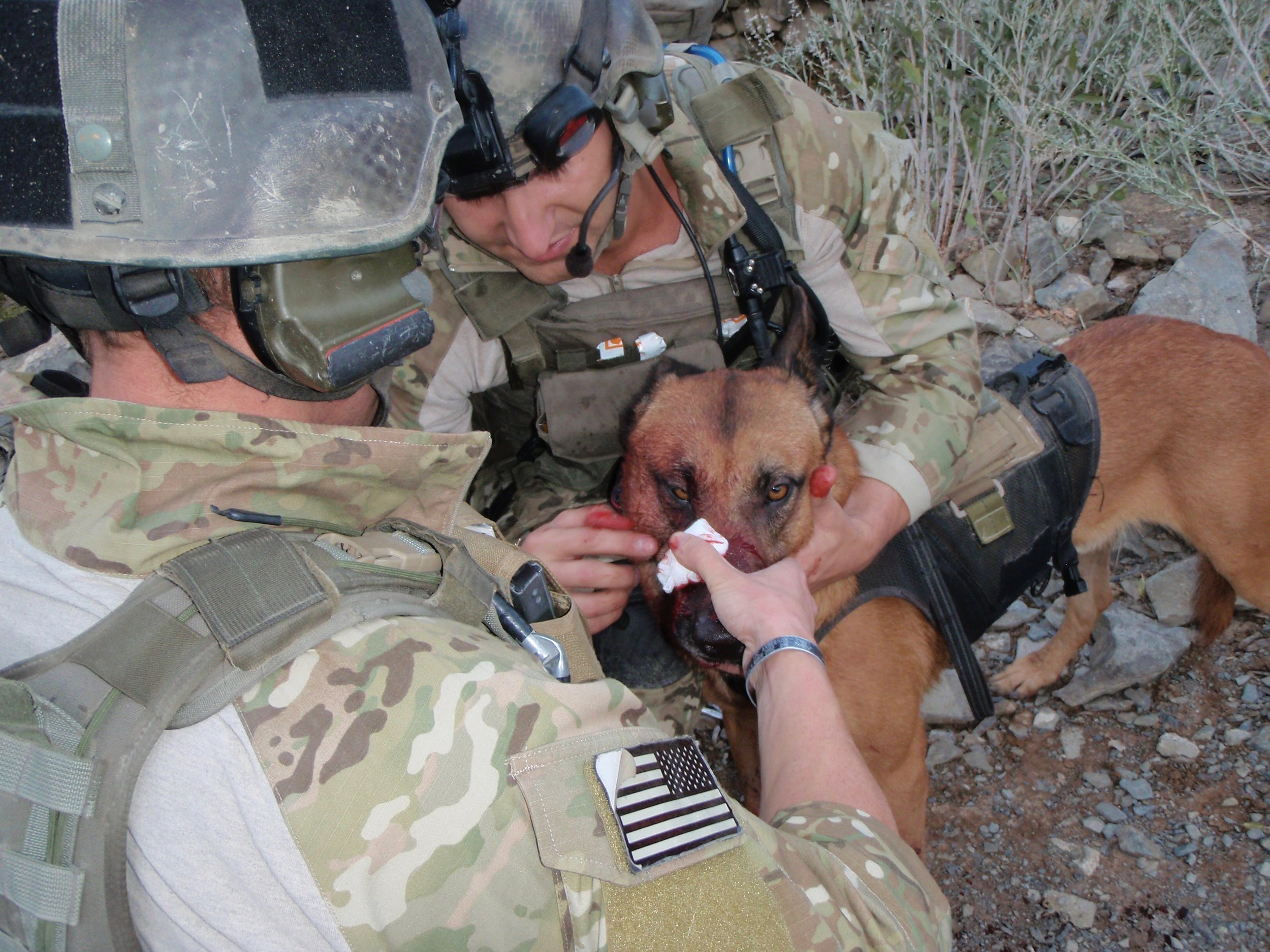 Verner Canine