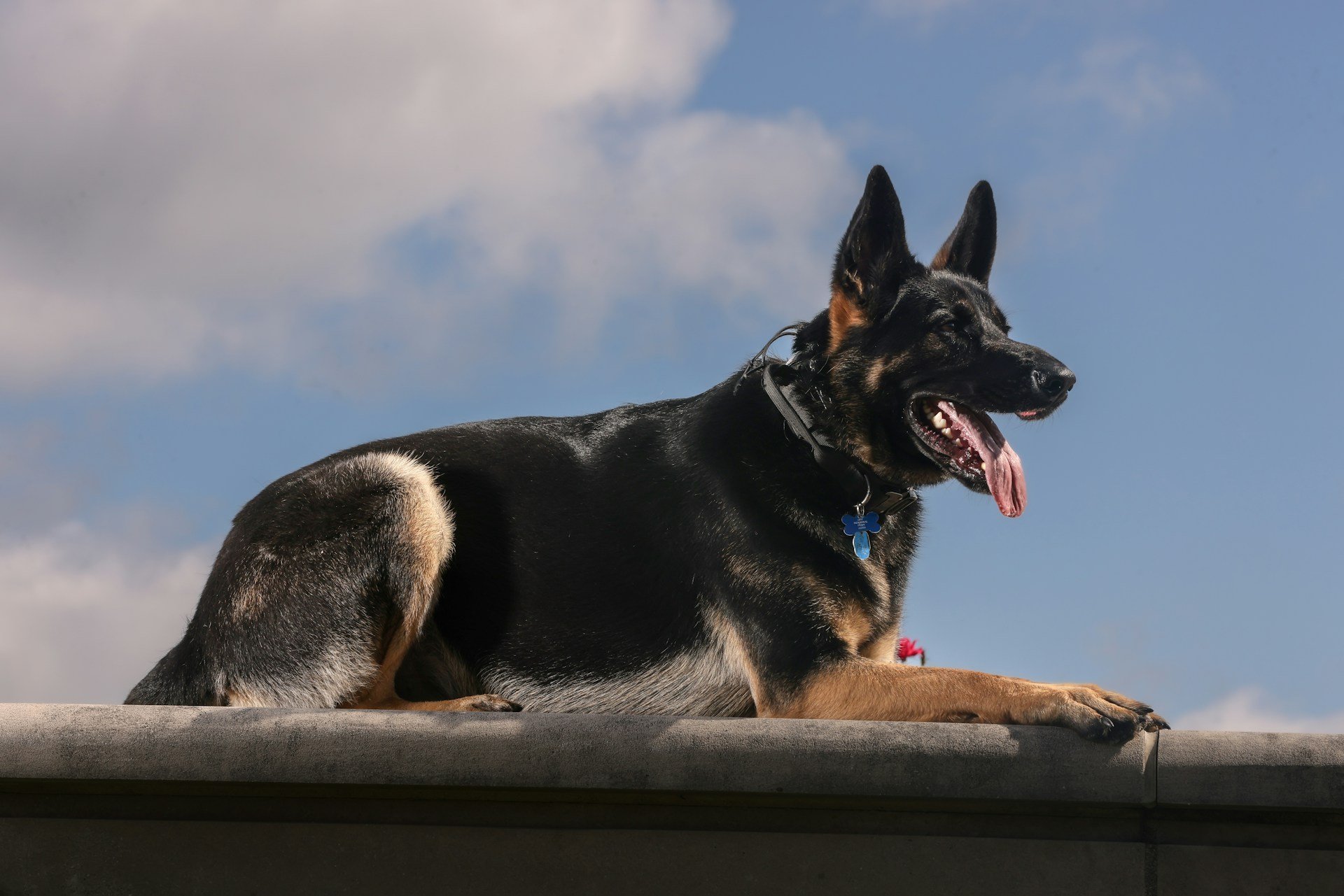 Sunfire Canines