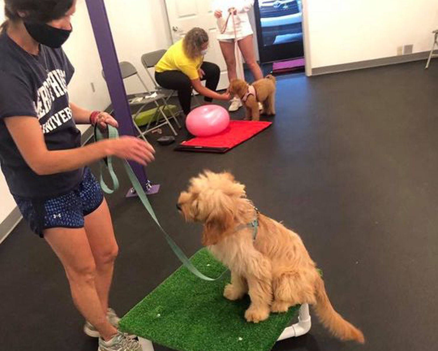 Paula’s Dog Services