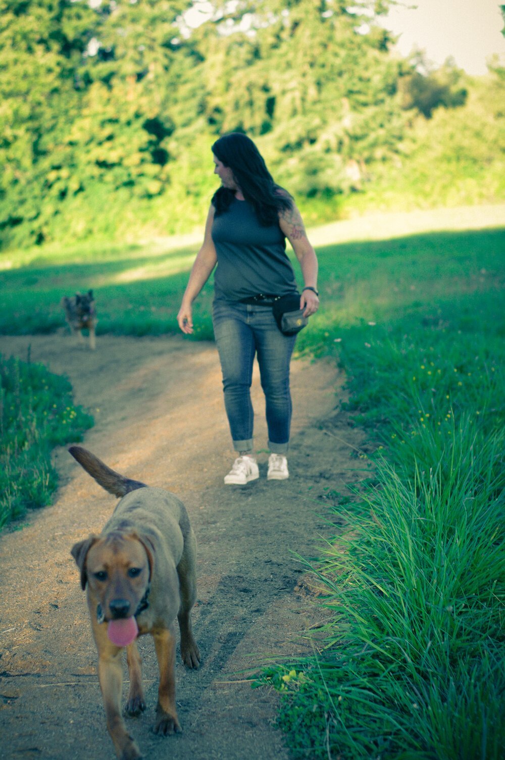 Limerick Hill Canines