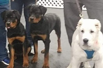Camp Haven Kennels