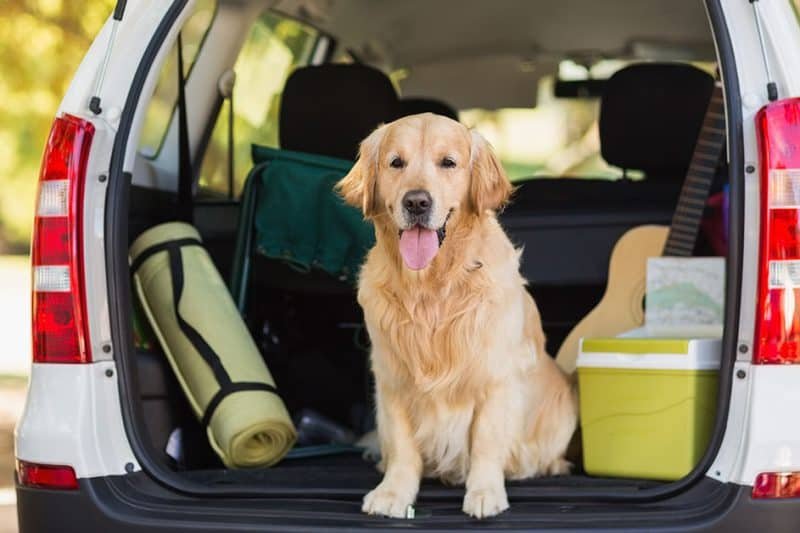 Sit Means Sit Dog Training – Philadelphia