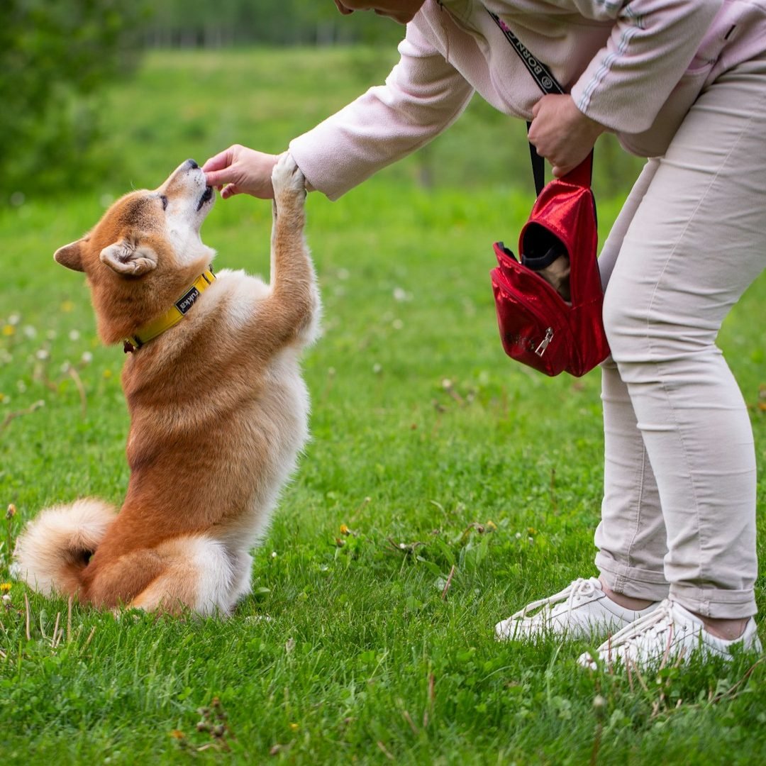 Positive Pet Training, LLC