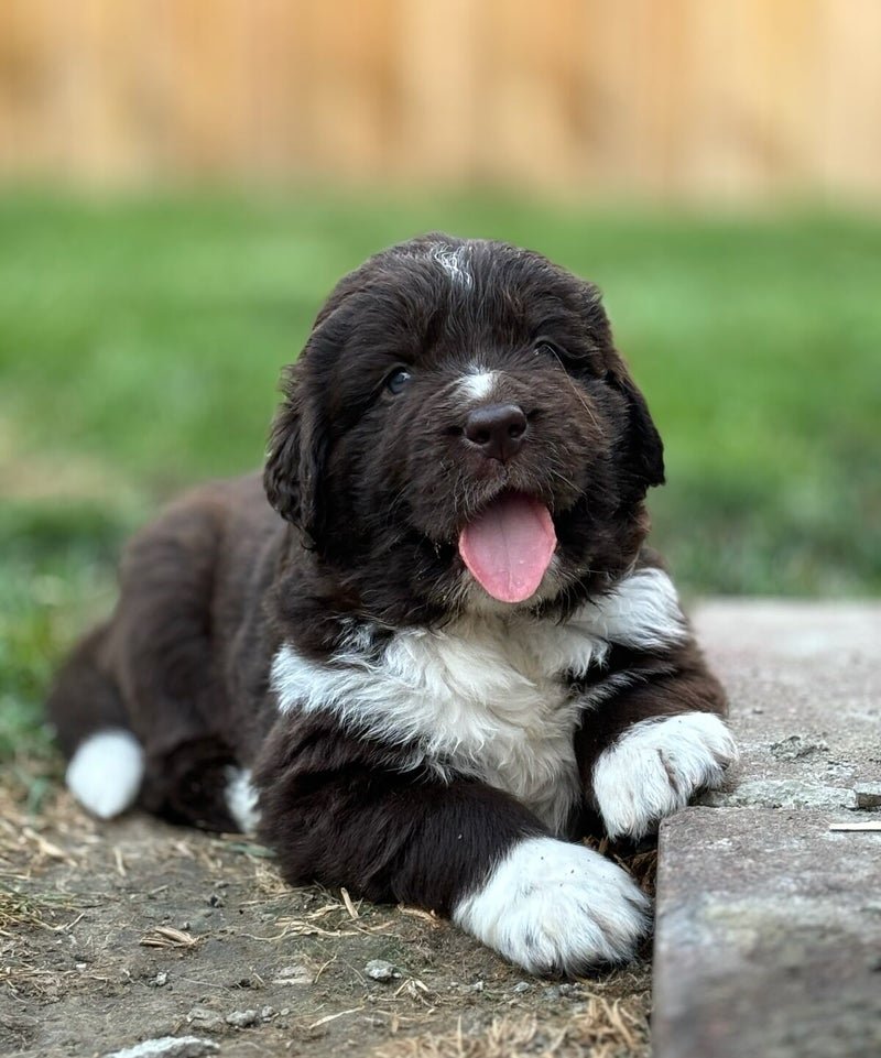Behave Your Best Canine Coaching, LLC