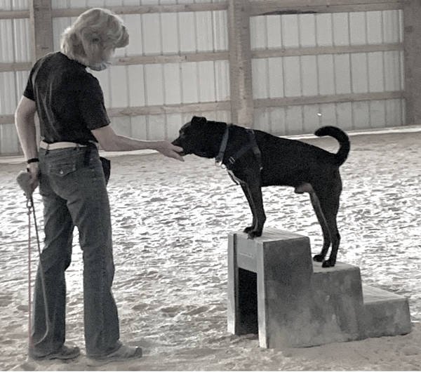 Positive Interactions Dog Behavior and Training, LLC