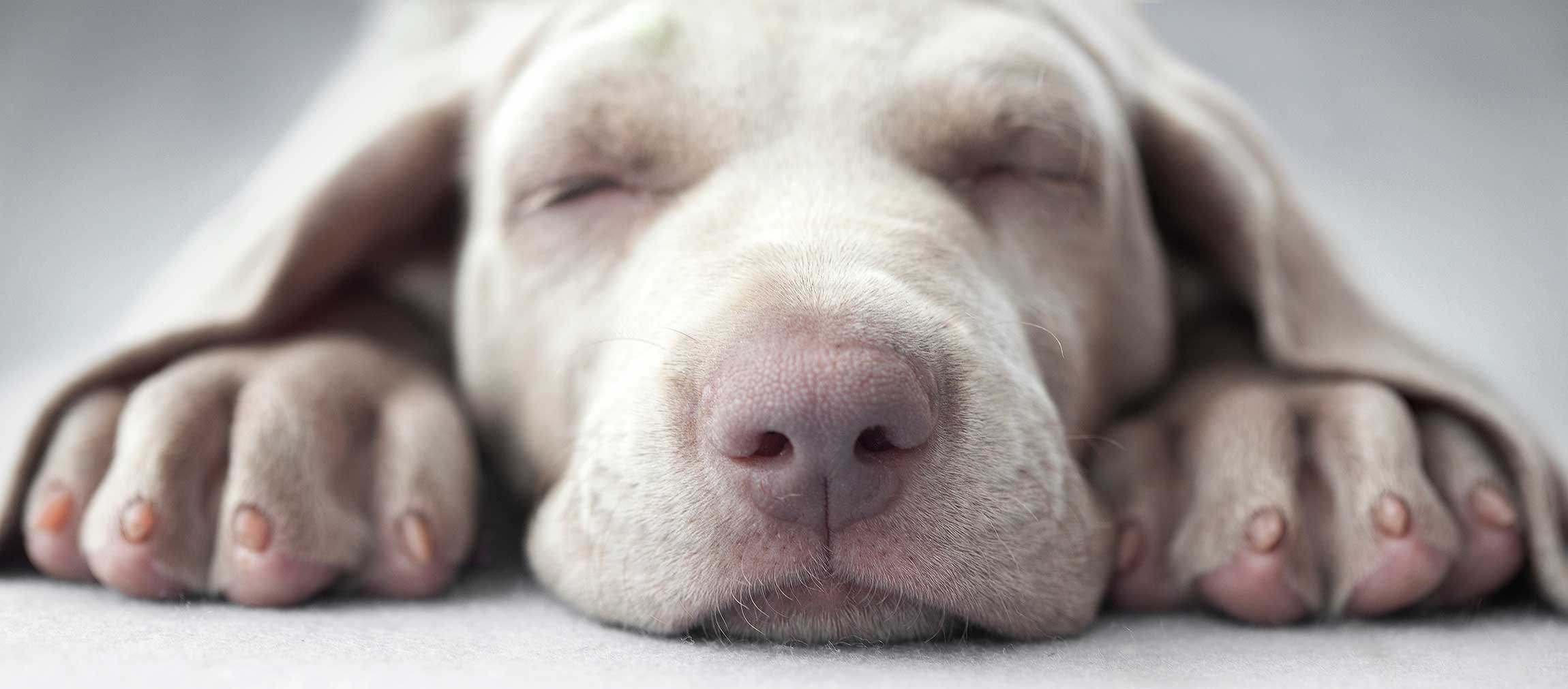 Furst Steps: Puppy Education, Training & Socialization