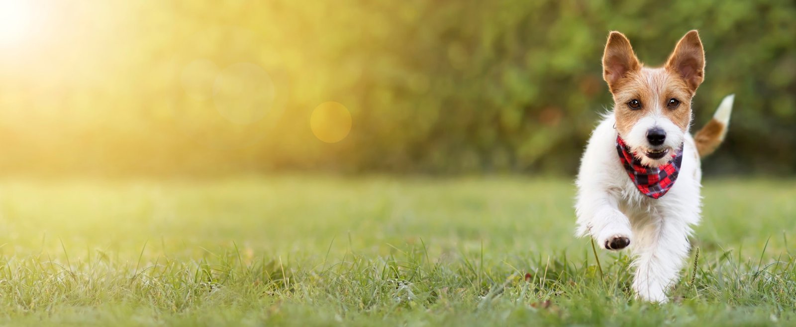 The Art of Dog Training — dog trainer in Reading, PA