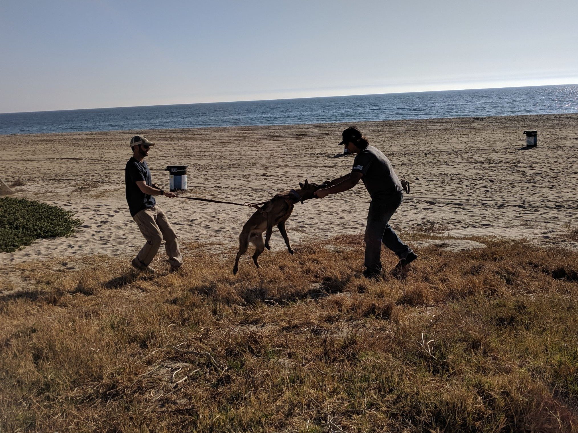 Beyond Behavior Dog Training