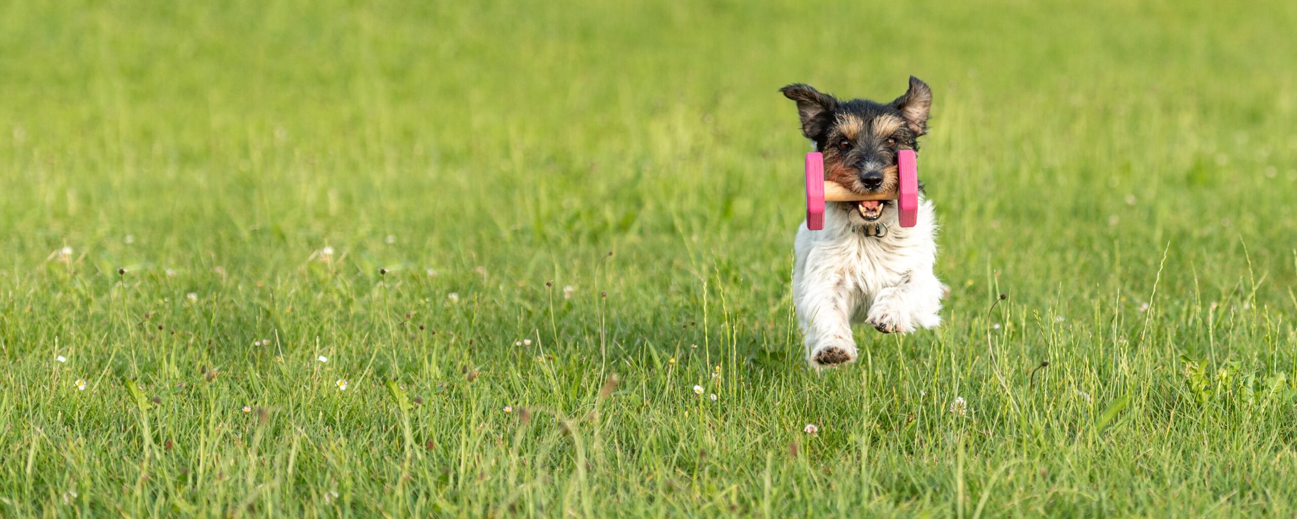 Suburban Dog Training Club