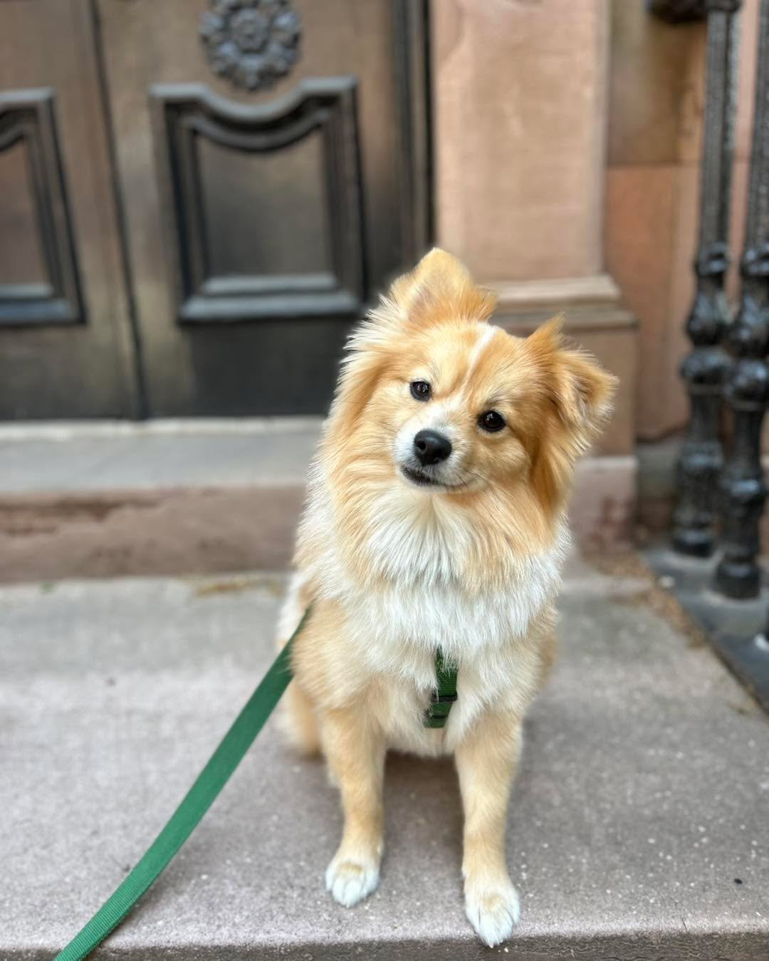 Tuff Pup Training