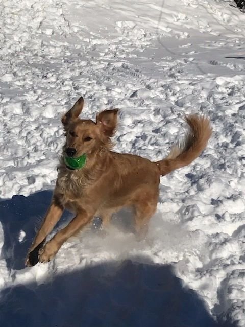 Top Tier Dog Training