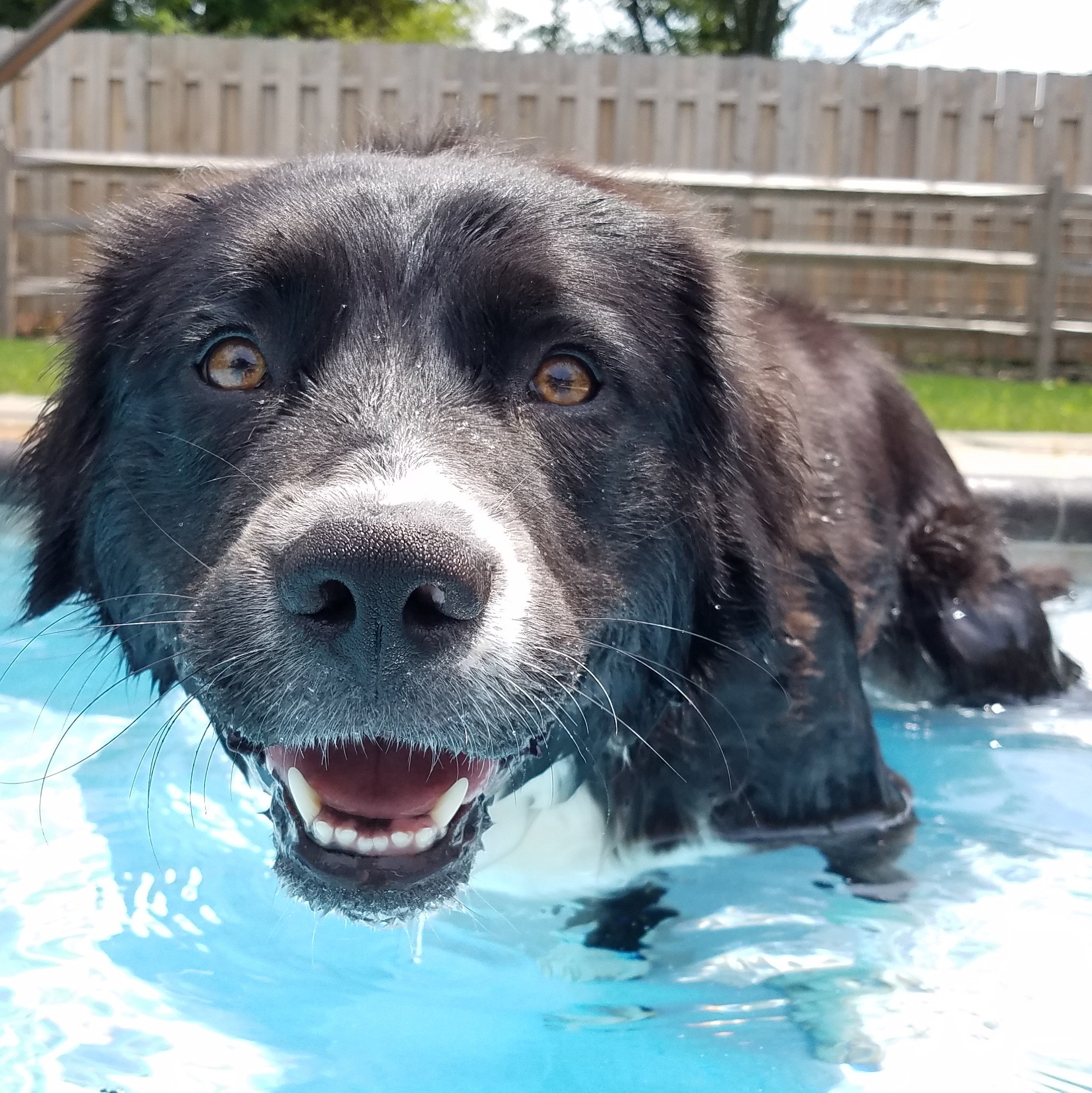 Pawsitive Reinforcement Pet Training