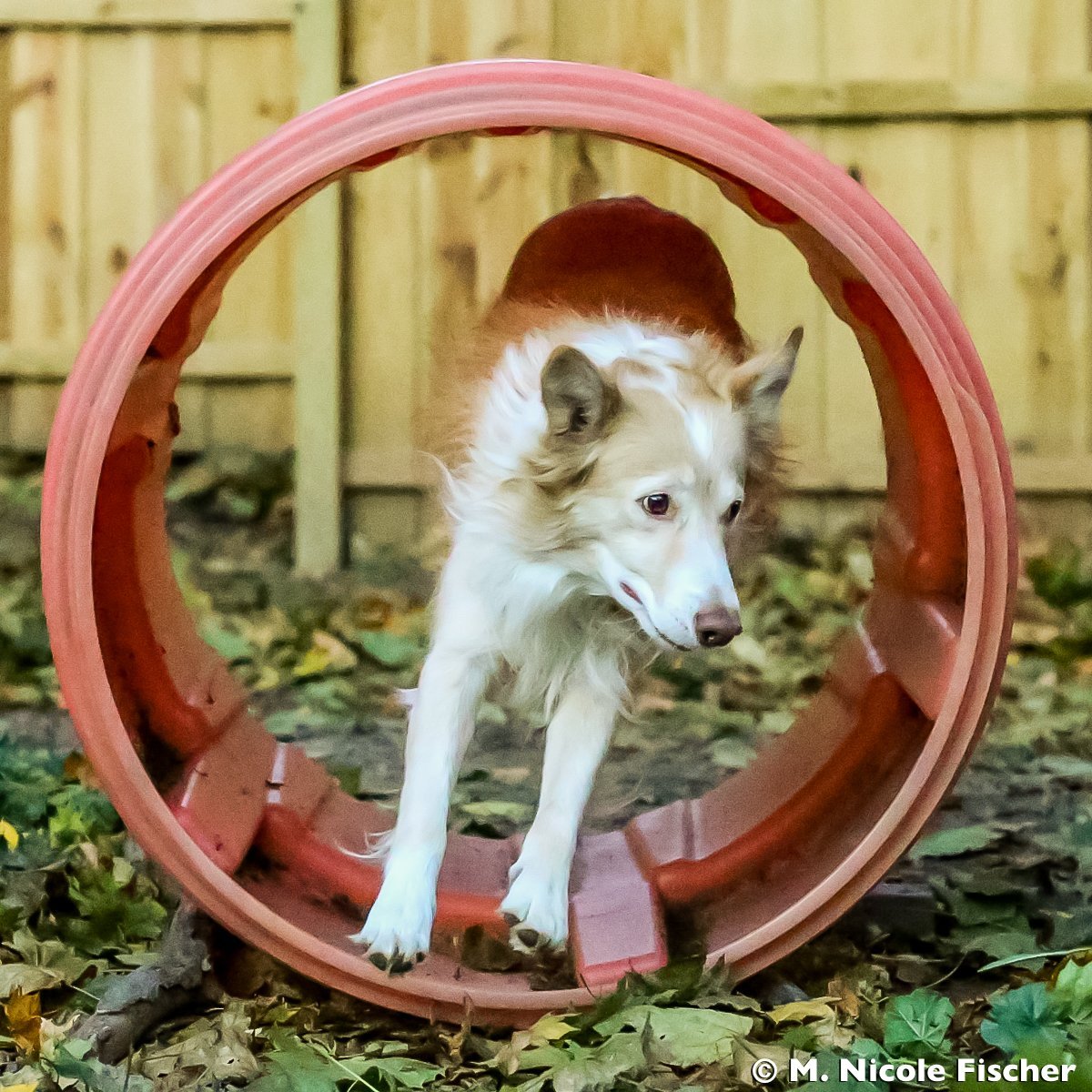 Bad Dog Good Dog Trainer