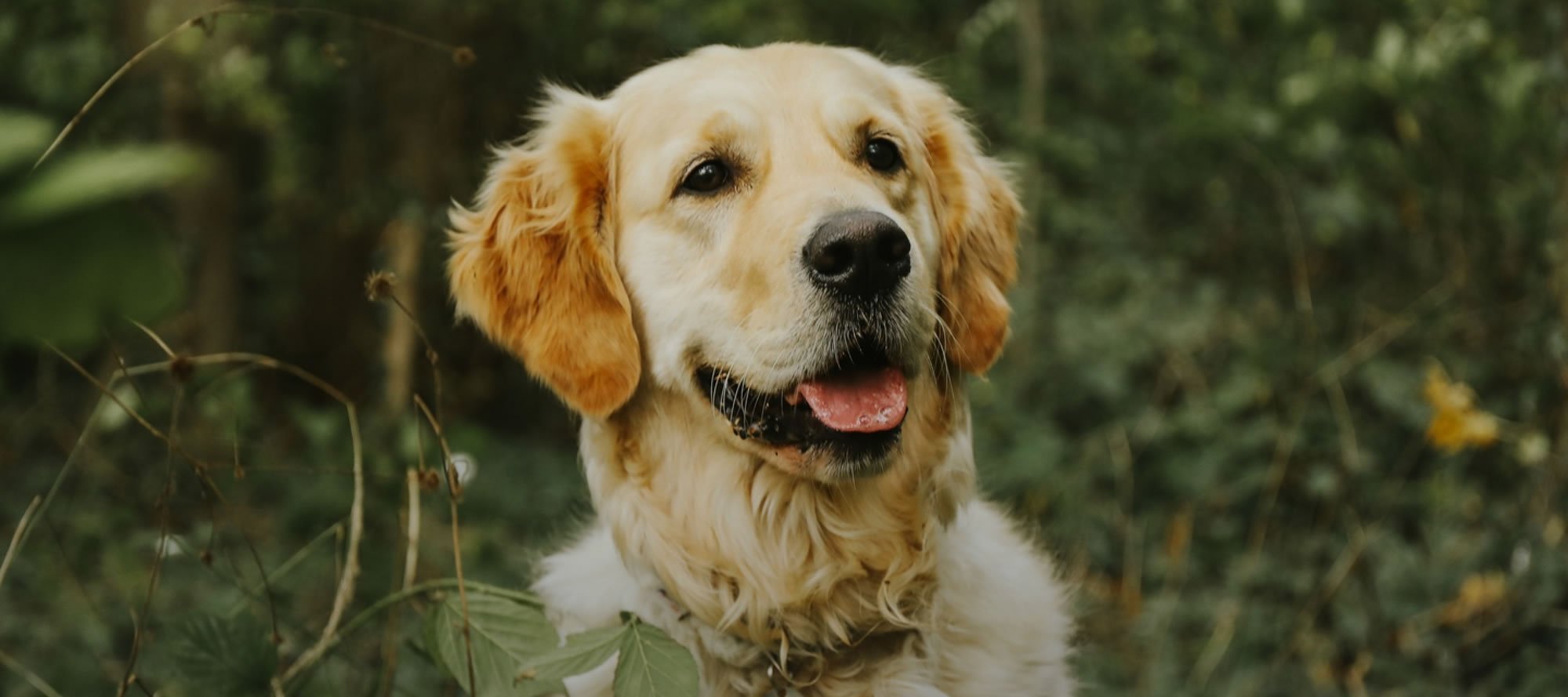 Gentle Approach Dog Training LLC