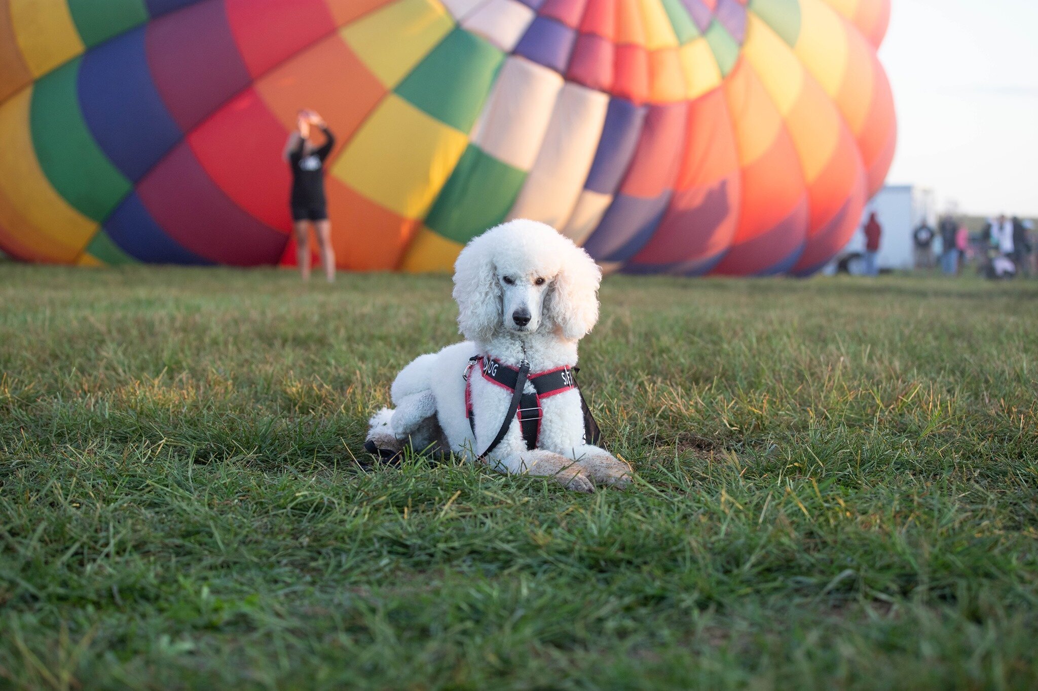 Fetch Happens Dog Training King of Prussia