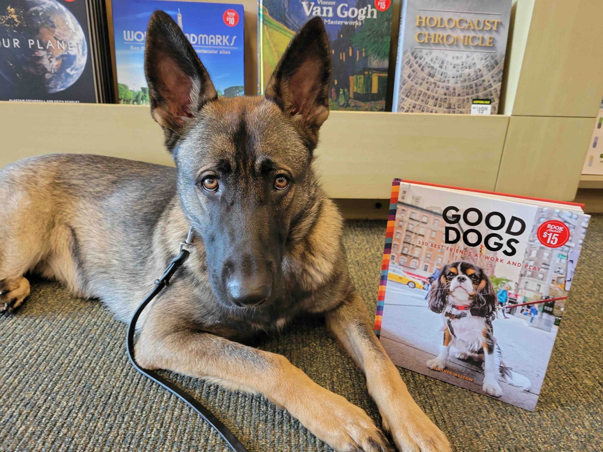 Pawtential Dog Training