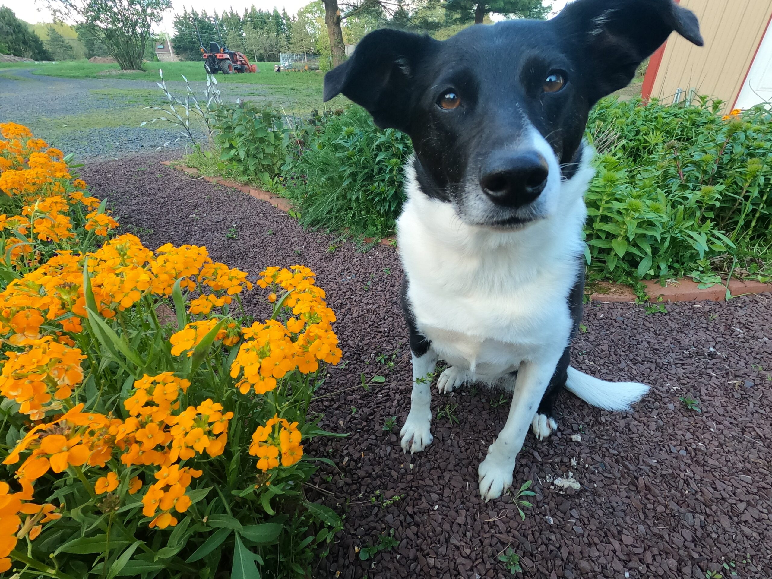 Placid Paws Dog Training