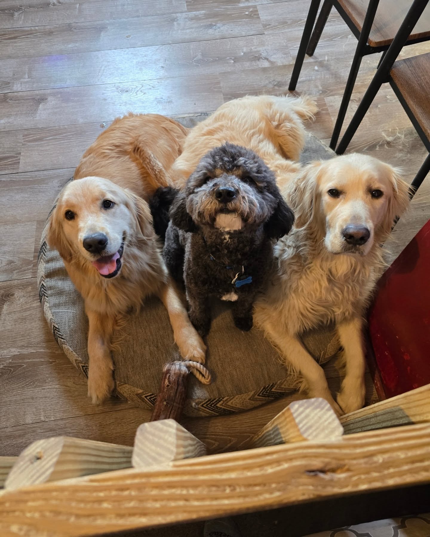 Cappuccino Dog Training Inc. — dog trainer in Reading, PA