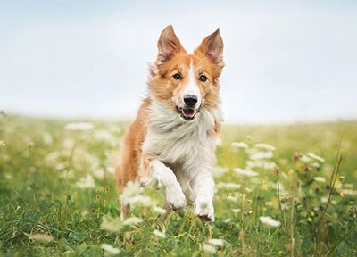 Misguided Mutts Dog Behavior Training