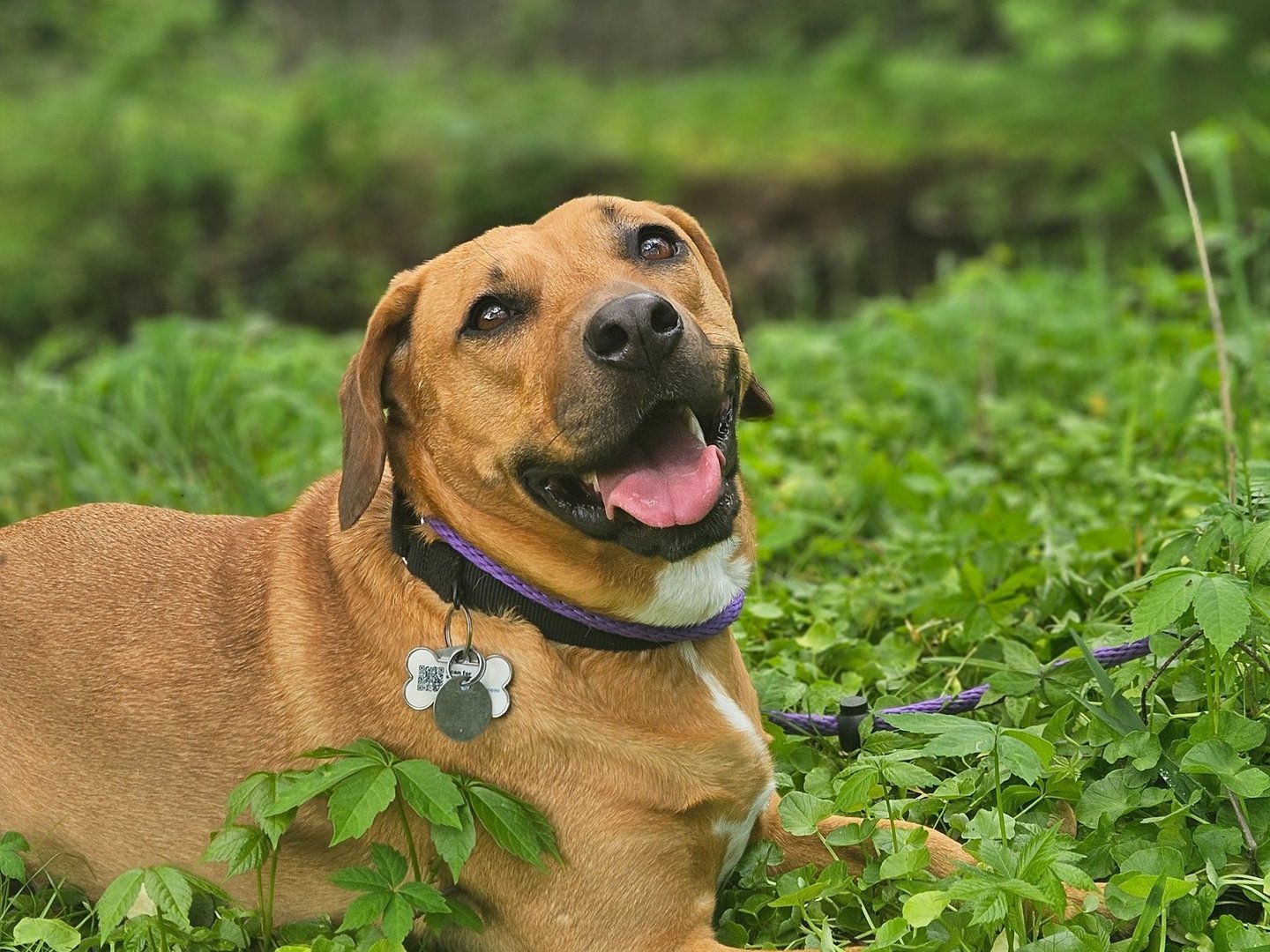 Beyond Obedience LLC Harleysville PA