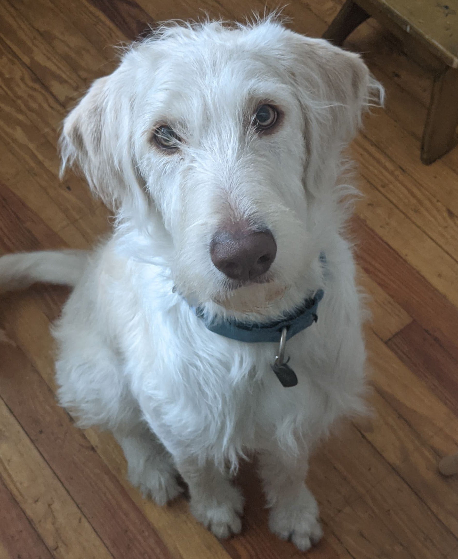 Canine Calling LLC