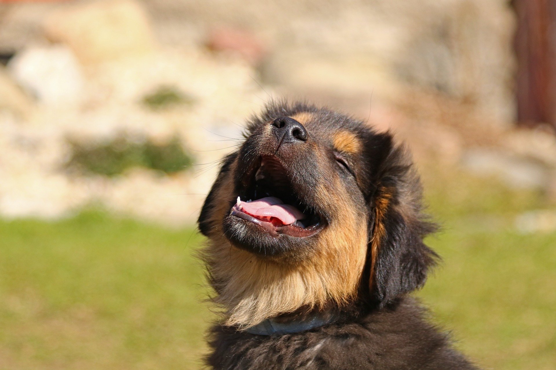 Get Connected Canine Coaching