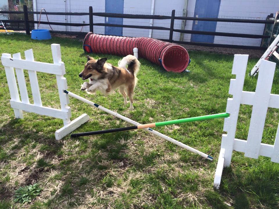 Molly’s Country Kennels Inc