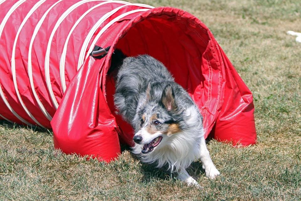 Flexible Flyers Dog Agility, LLC