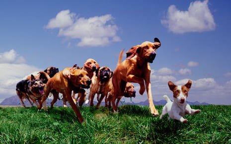 Leader of the Pack Canine Institute