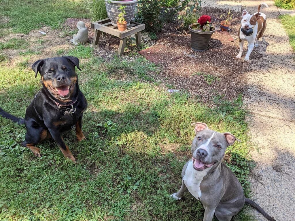 Cerberus Dog Training Services — dog trainer in Allentown, PA