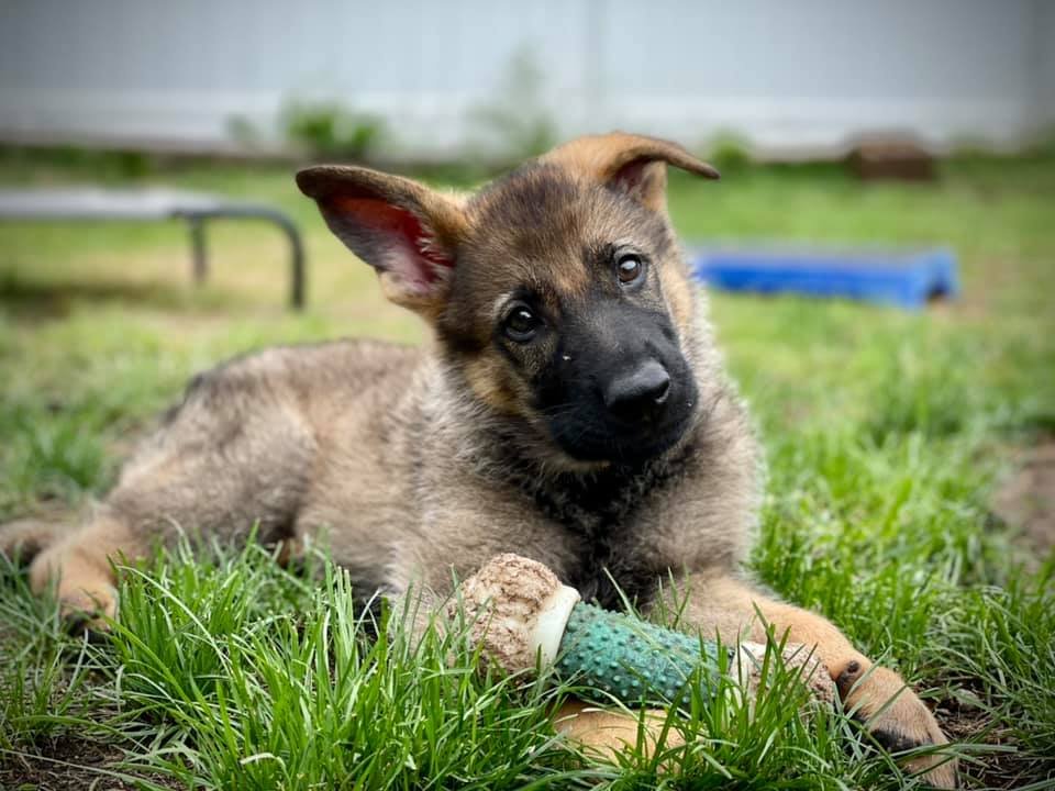 Pawsability Unleashed
