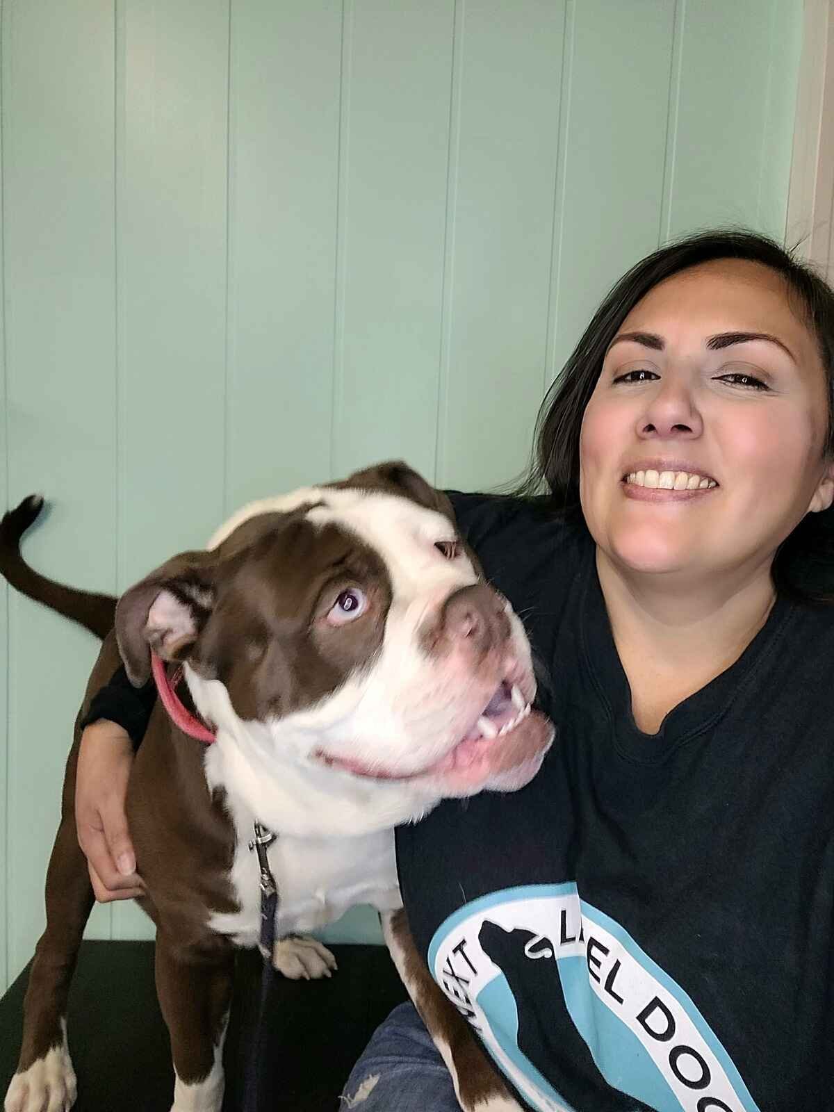 The Beauty of Dogs
