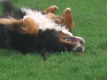 Positively K9 & More