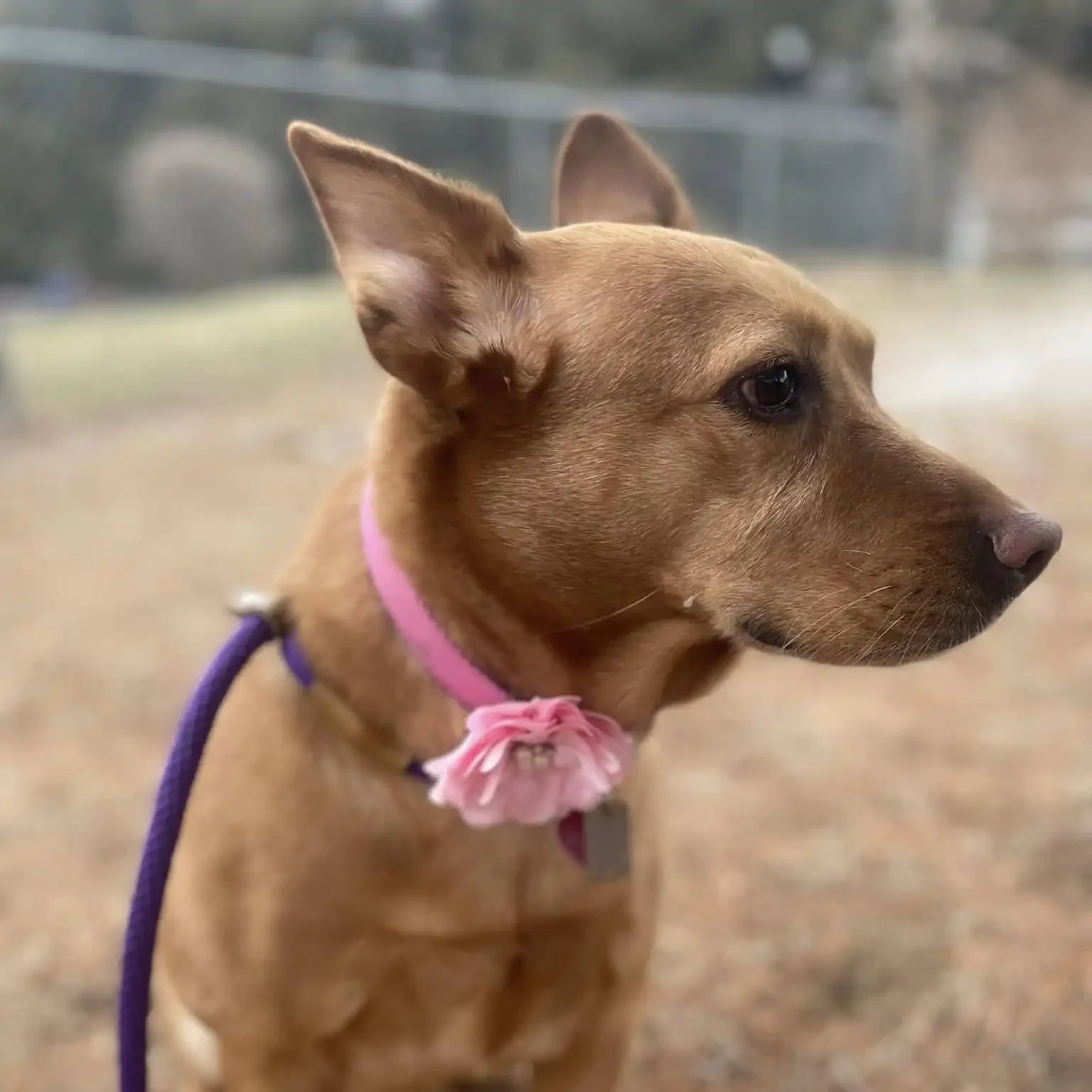 Carolyn Hart Dog Training