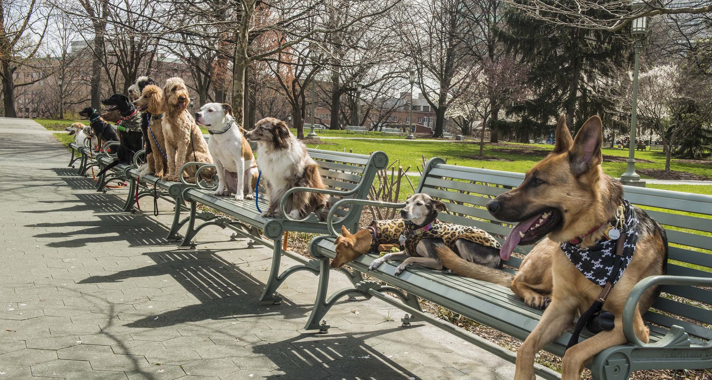 Riverfront Dog Training