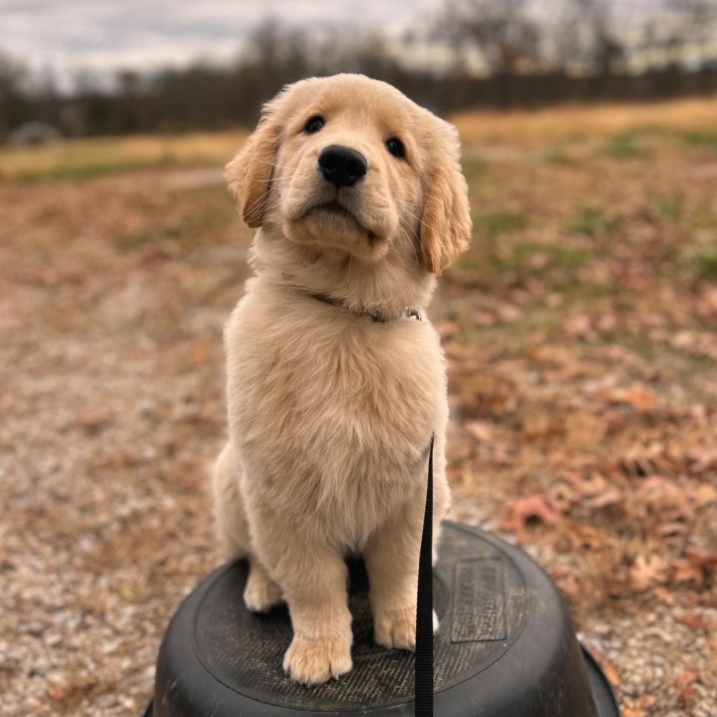 Woods Family Dog Training