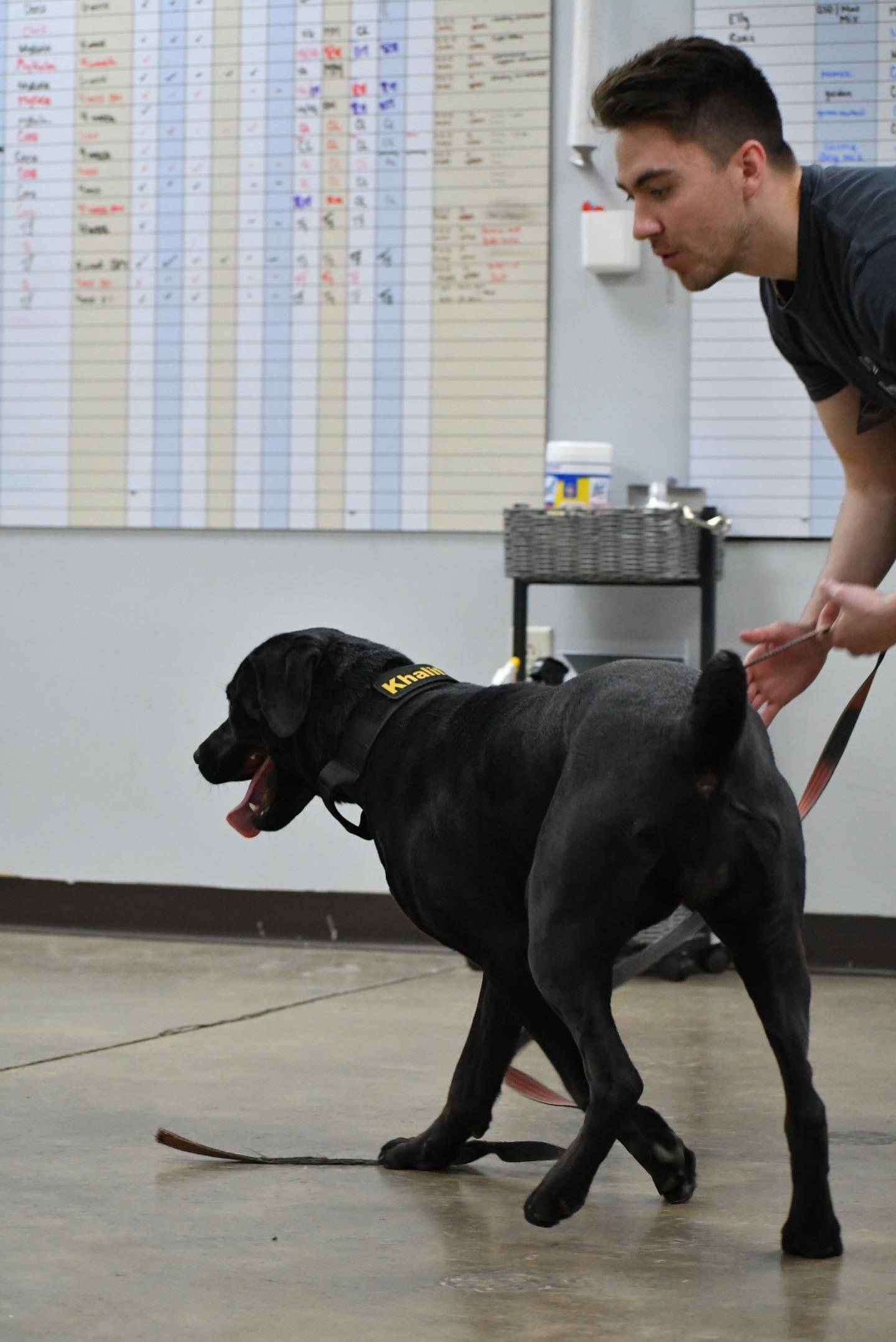 Hard Nose K9 Services LLC