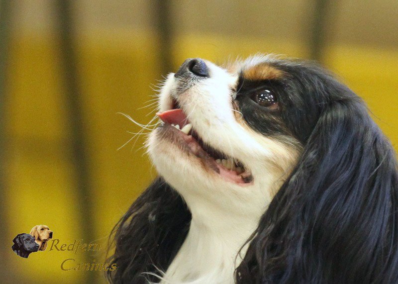 Redfern Canines