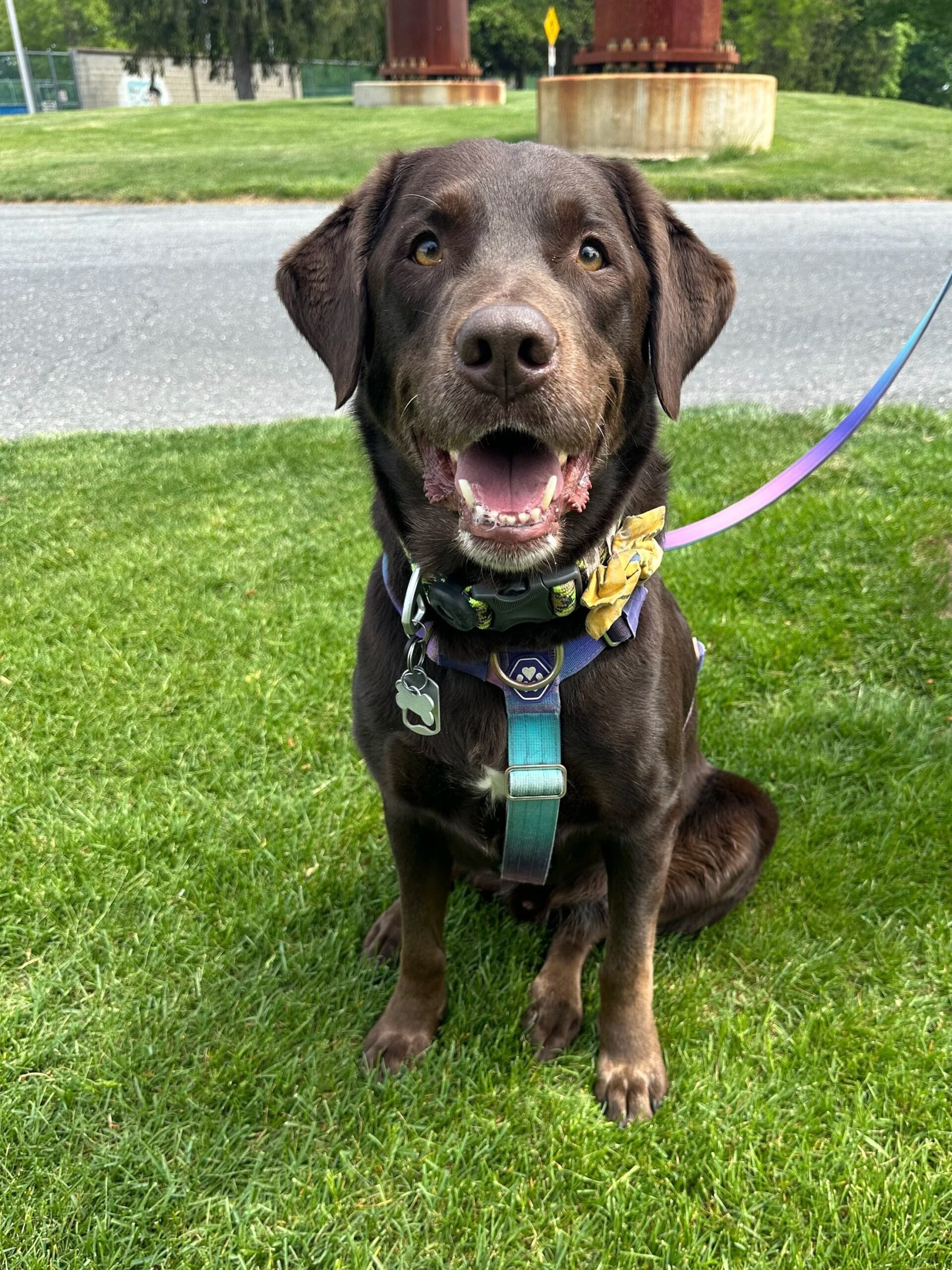 Bark Boot Camp
