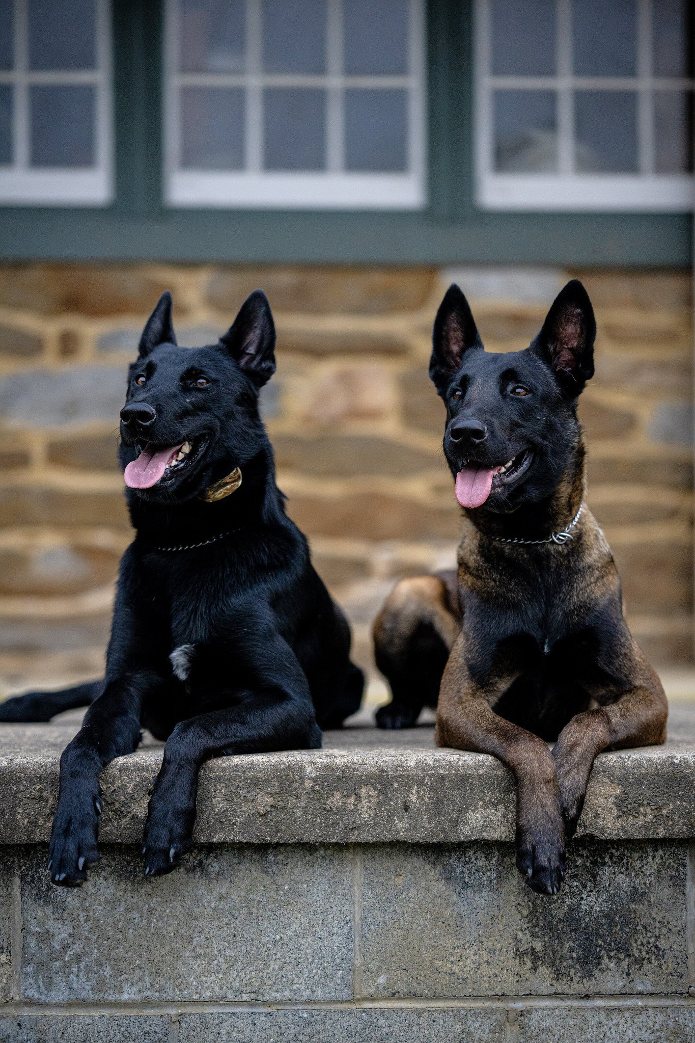 Sjabo Dog Training