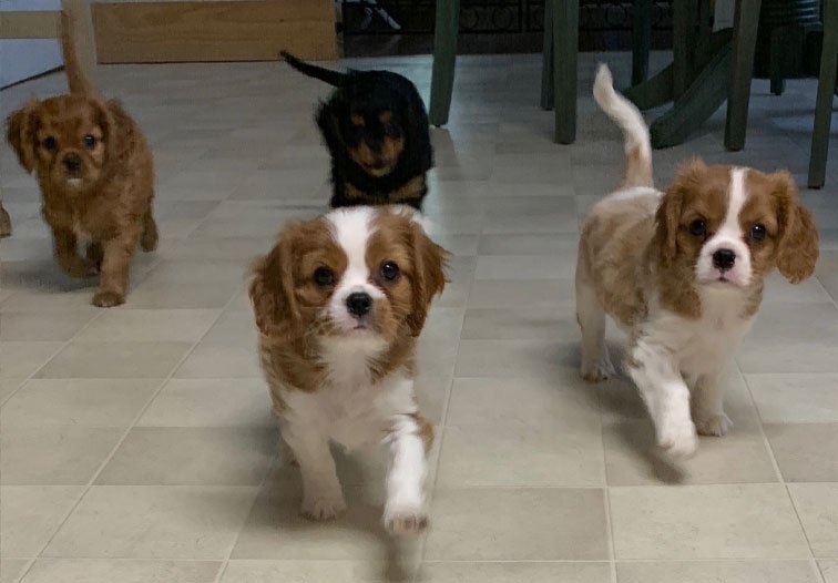 Kaye Ames People Training For Dogs