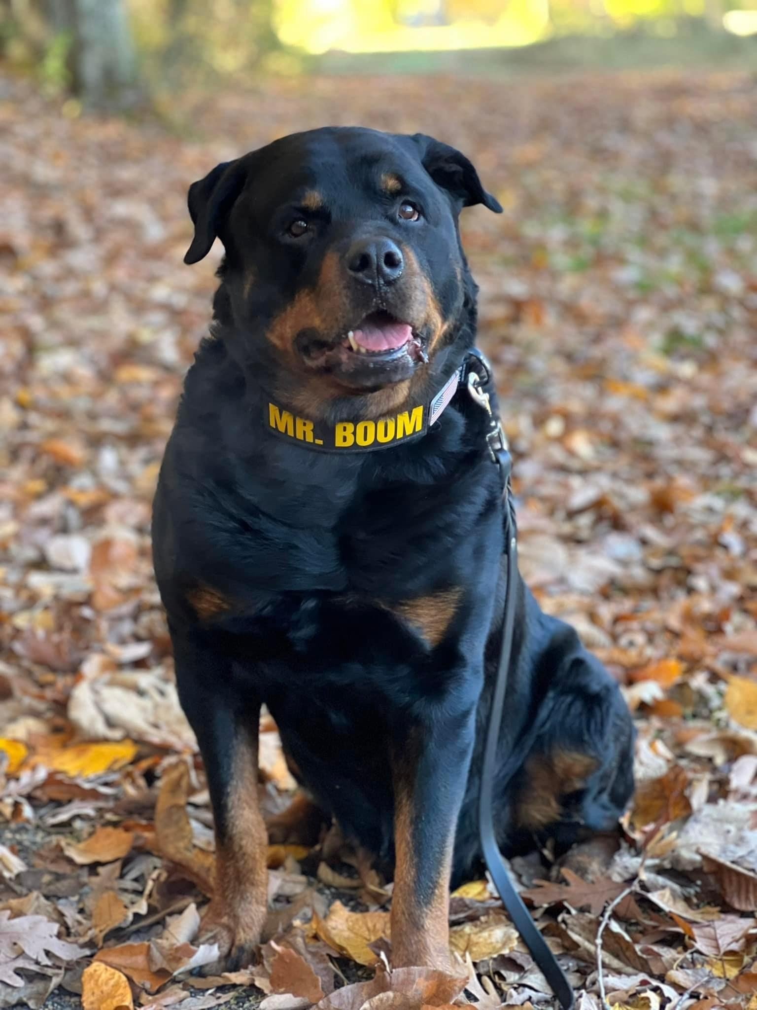 Cannon Canine Training, LLC — dog trainer in York, PA