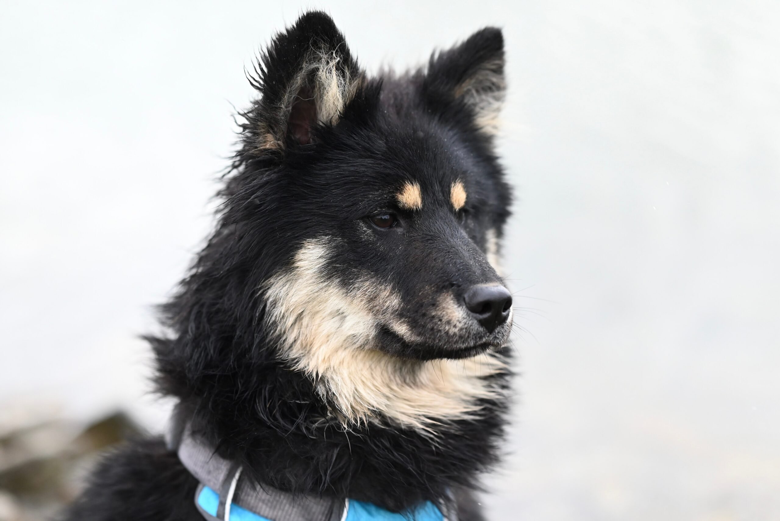 Modern Manners Dog Training