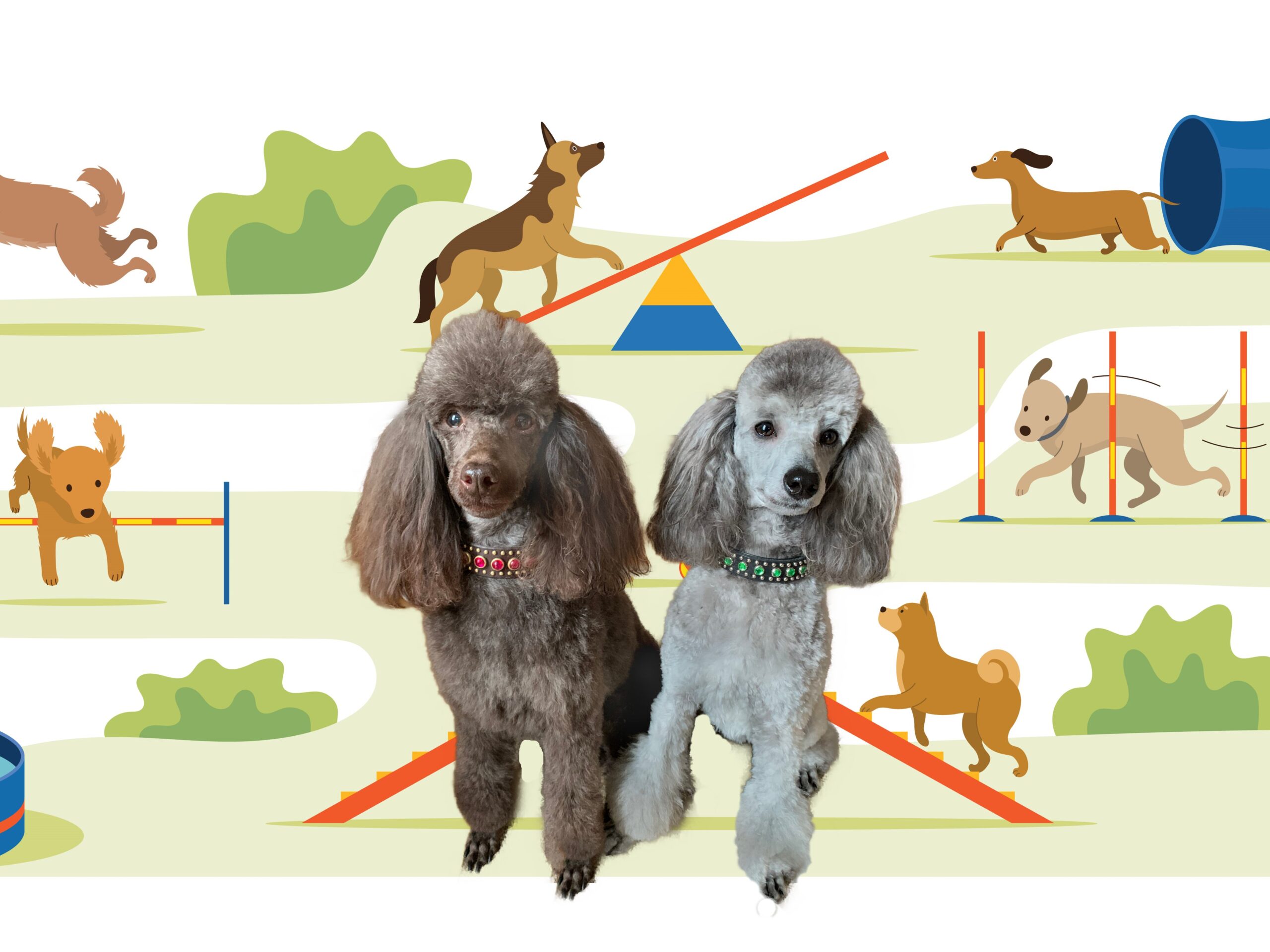 Good Dog 101