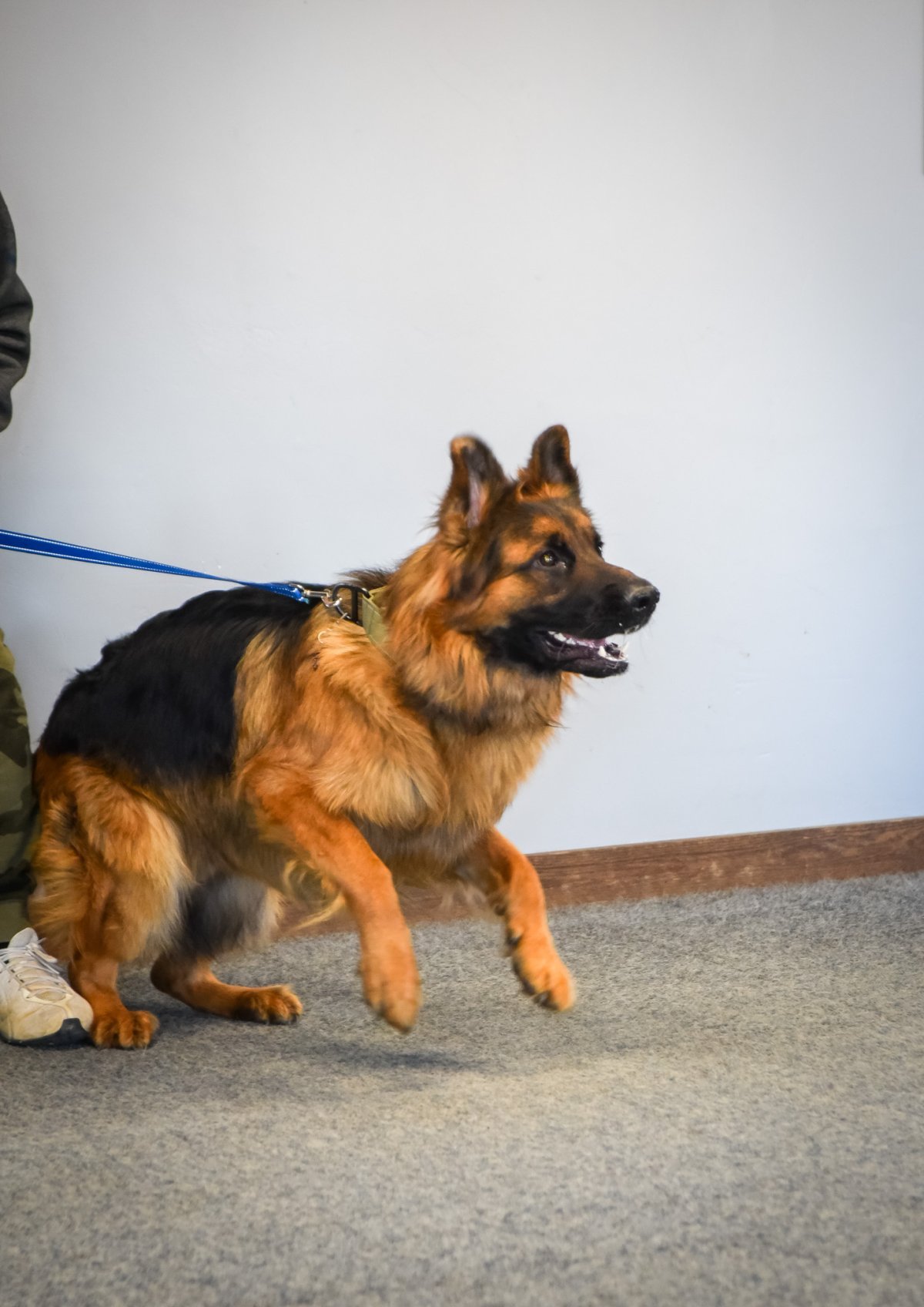 American Success Dog Training Cincinnati OH