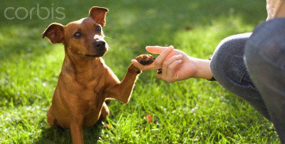 Blue Ribbon Dog Training Academy LLC
