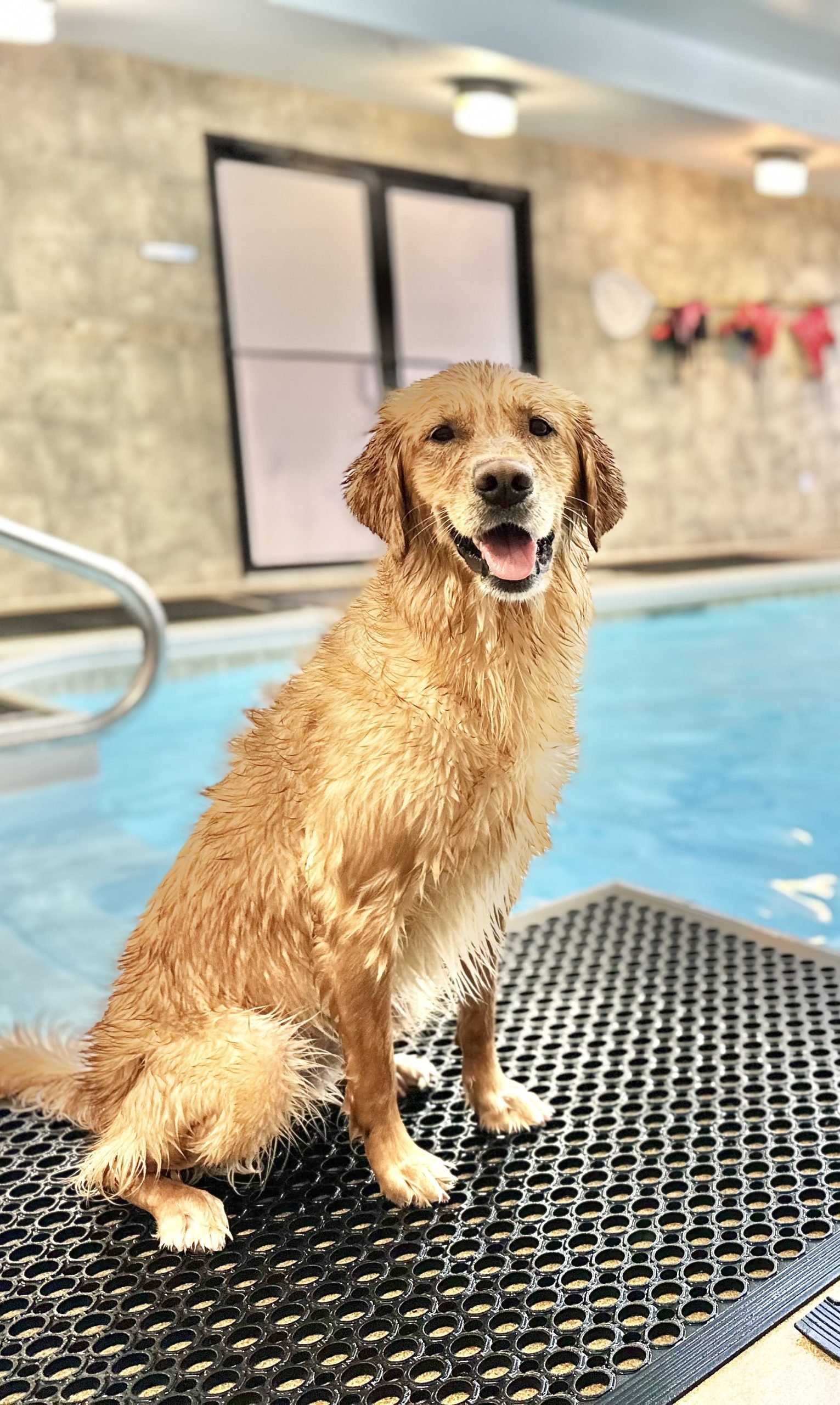 The Dog House Home of Mudpups’ Dog Training & Behavioral Services