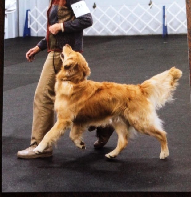 Hamilton Dog Training Club Inc