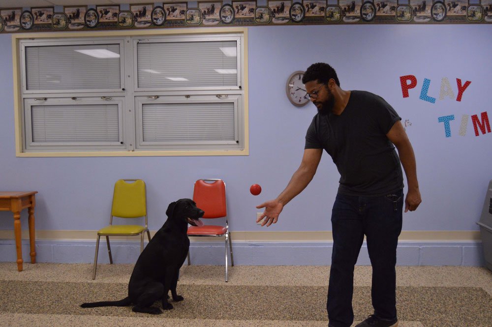 Cincinnati Dog Training Academy